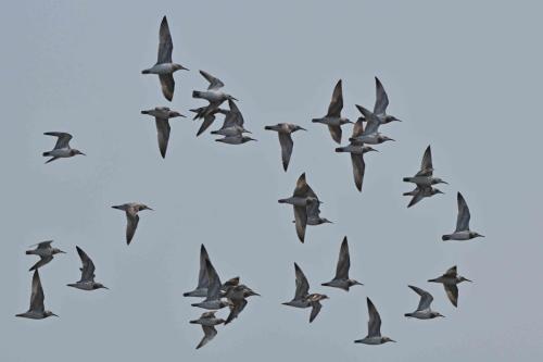 Bécasseaux de l'Anadyr