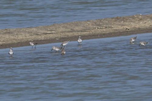 Bécasseaux falcinelles