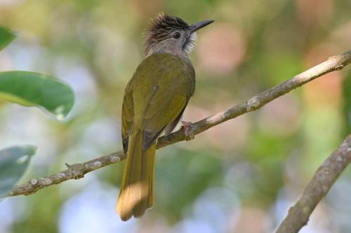 Bulbul de McClelland