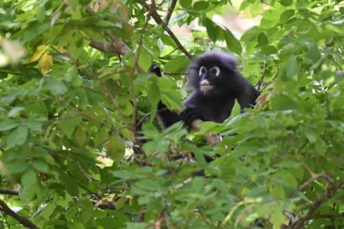 Semnopithèque obscur