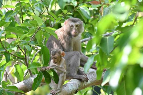 Macaques de Birmanie