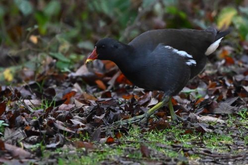 Gallinule poule-d'eau