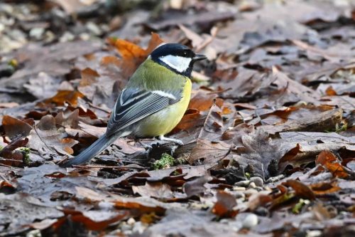 Mésange charbonnière