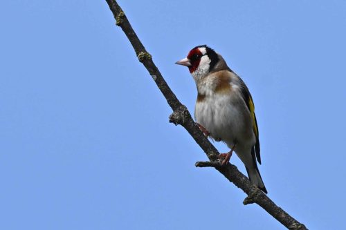 Chardonneret élégant