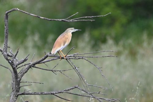 Crabier chevelu