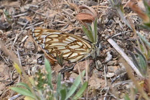 Echiquier d'Occitanie (Melanargia occitania)