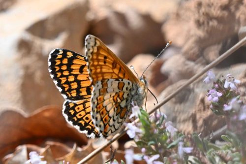 Mélitée du plantain (Melitaea cinxia)