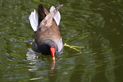 Gallinule poule d'eau