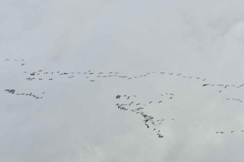 Grues cendrées