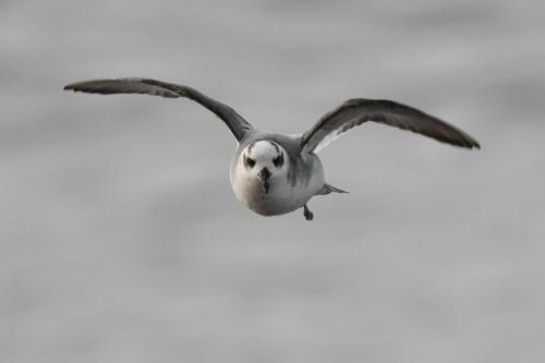 Phalarope à bec large