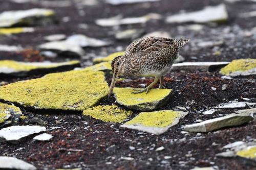 Bécassine de Magellan