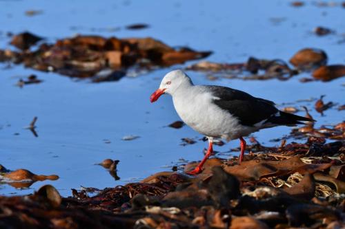 Goéland de Scoresby