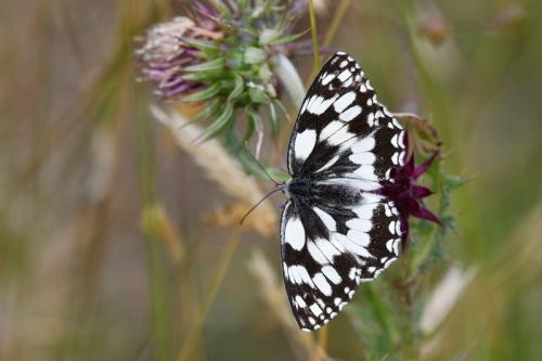 Demi-Deuil (Melanargia galathea)