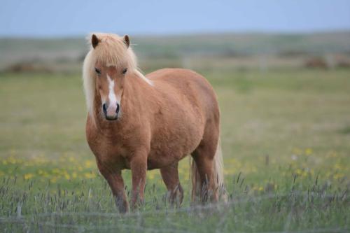 Cheval islandais
