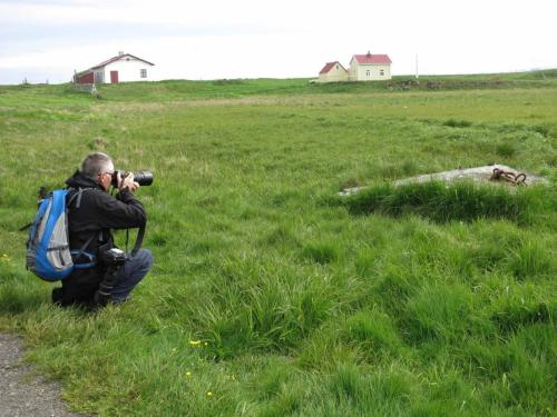 Les phalaropes à bec étroit sont trés peu farouches