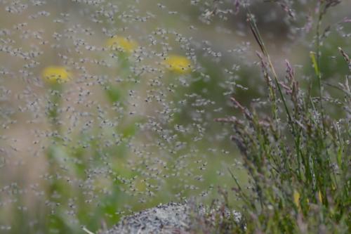 Nuées de mouches