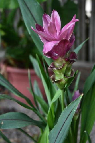 Curcuma