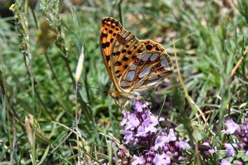 Petit nacré (Issoria lathonia)