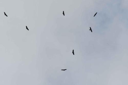 6 Vautours fauves et  1 Gypaète barbu