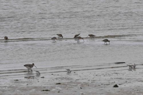 Barges rousses et bécasseaux sanderlings
