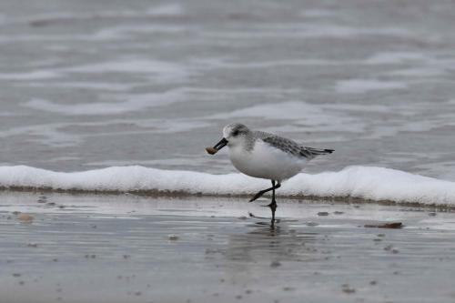Bécasseau sanderling