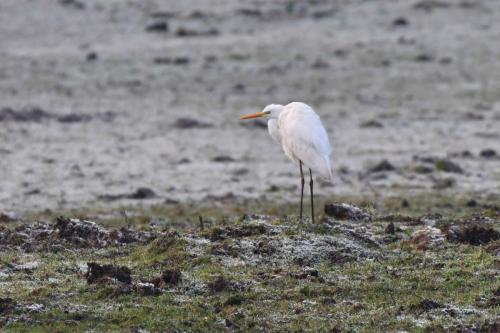 Grande aigrette