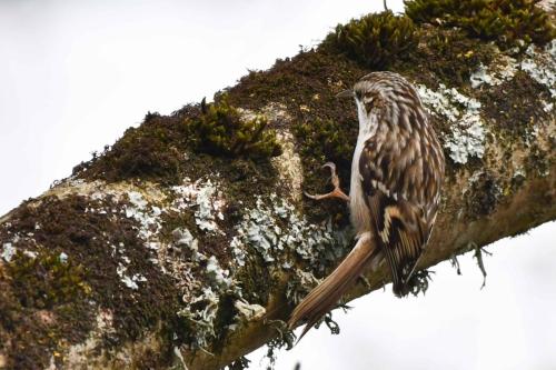 Grimpereau des jardins