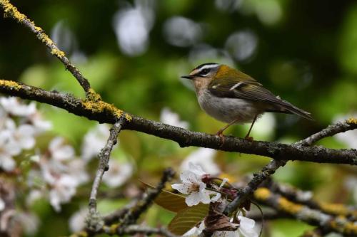 Roitelet à triple bandeau