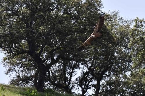 Vautour fauve à La Tajadilla