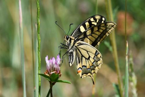 Machaon