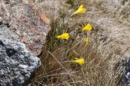 Narcissus graellsii