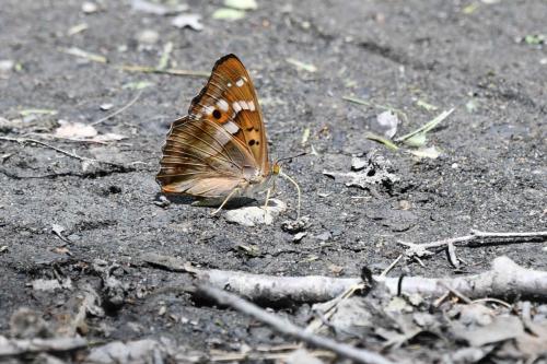 Petit Mars changeant