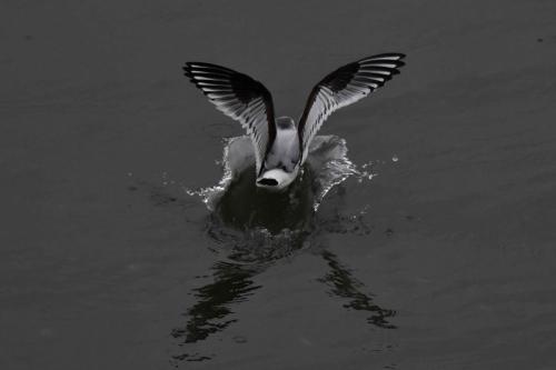 Mouette pygmée (1ère année)