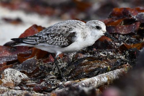 Bécasseau sanderling