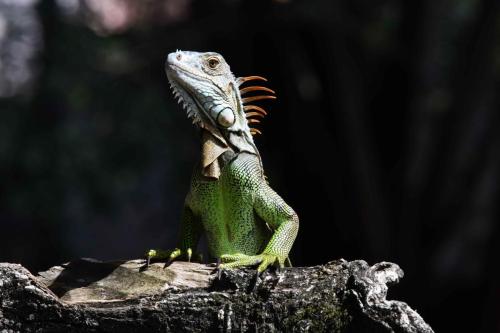 Iguane vert