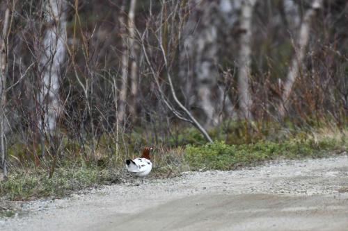 Lagopède des saules (mâle)