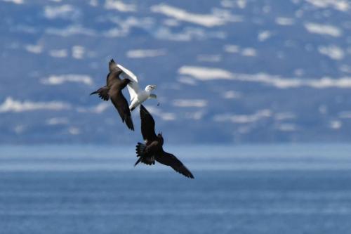 Labbes parasites et mouette tridactyle