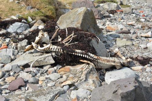 Squelette de cétacé à dents, Marsouin commun ??