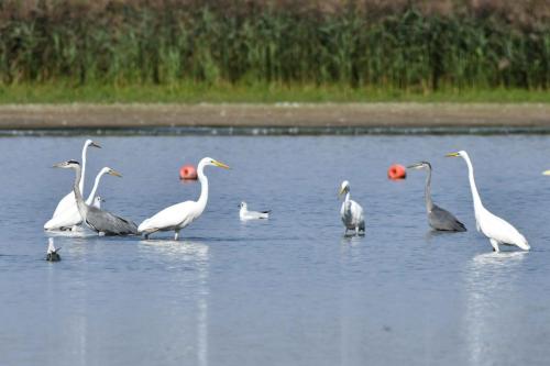Grandes aigrettes et herons cendrés