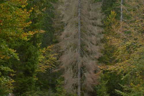 Forêt du Risoux, des épicéas meurent.