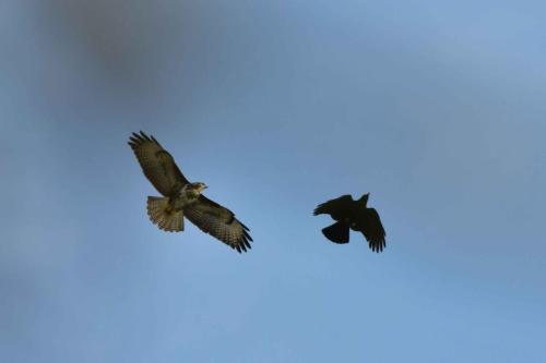 Buse variable et corneille noire