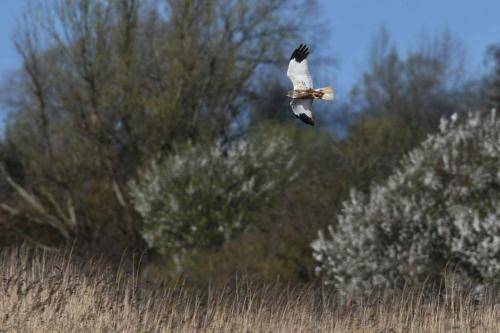 Busard des roseaux