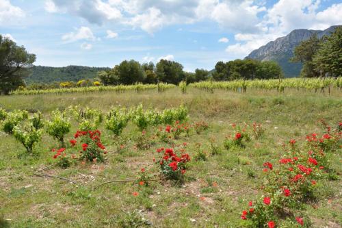 Domaine de Saint Ser Puyloubier
