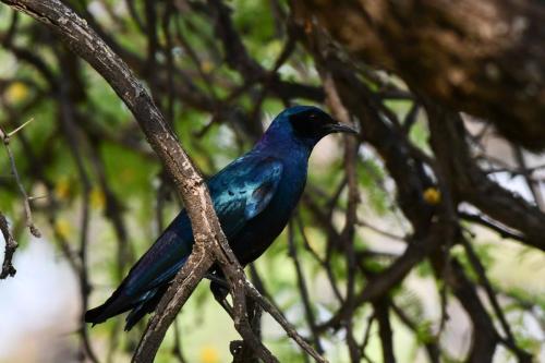 Choucador de Burchell