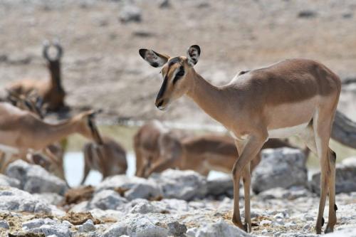 Impalas à face noire