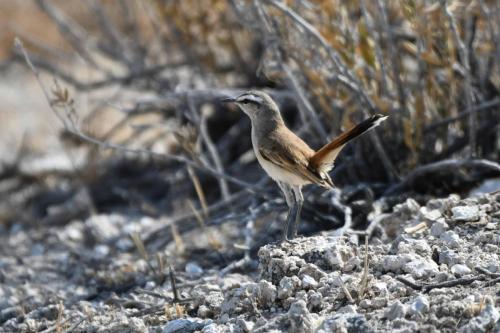 Agrobate du Kalahari
