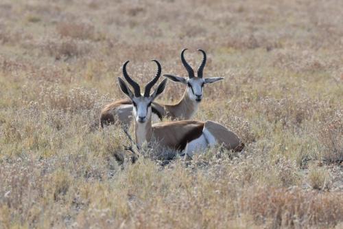Springboks du Kalahari