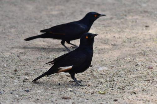 Rufipennes nabouroup