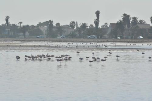 Walvis bay