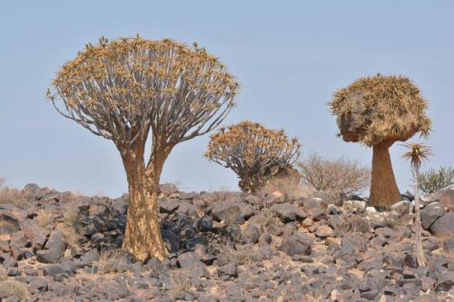 Quiver tree forest